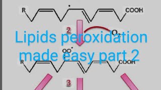 CV B 004Significance of lipid peroxidation part 2 [upl. by Hedda]