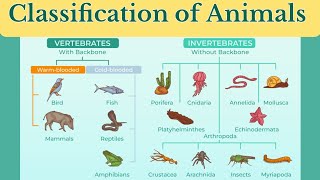 animal classification vertebrates and invertebratesclassification of animalsanimalclassification [upl. by Lebasy]