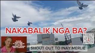 HINDI NA BUMALIK ANG MGA KALAPATI PANOORIN KUNG BUMALIK BA SILA dailyvlogsubscriberskalapatids [upl. by Pasol353]