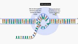 transcription biologieenflash [upl. by Nahor]