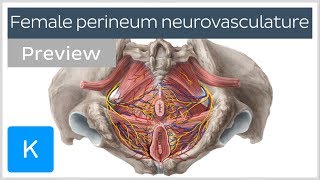 Nerves arteries and veins of the female perineum preview  Human Anatomy  Kenhub [upl. by Ardnat]