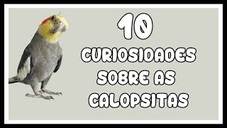 10 CURIOSIDADES SOBRE AS CALOPSITAS [upl. by Naenej]