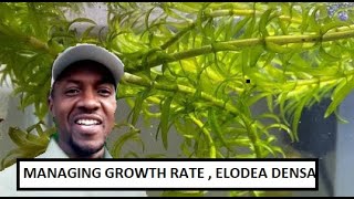 CAN I CONTROL THE GROWTH OF ELODEA DENSA  Egeria densa IN MY AQUARIUM [upl. by Bromleigh]