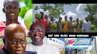 Wow Walewale Farmers Praise NanaBawumia Over I District 1Factory Agenda [upl. by Eniamreg318]