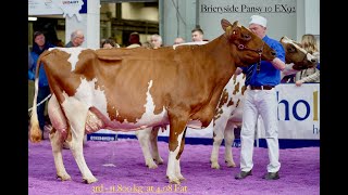 Ayrshire Senior Cow Class  2024 Borderway UK Dairy Expo [upl. by Ciredec]