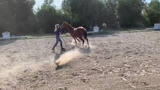 Ground Work Intro  Retraining your OTTB with groundwork [upl. by Reffinej]