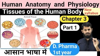 HAP Chapter 3  Tissues of the human body  Epithelial  Connective  Muscular  Nervous tissues [upl. by Bellamy966]