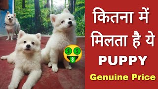 Genuine price of Pomeranian dog in India [upl. by Razaile]