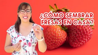 ¿Cómo SEMBRARGERMINAR FRESAS Frutilla 🍓en casa PASO a PASO  Fácil y Rápido ⚡️ [upl. by Phillipe920]