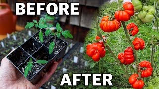 How to Grow Tomatoes Complete Growing Guide [upl. by Noloc]