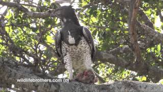 Martial Eagle [upl. by Enyala]