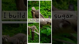 Sugar glider Build for my pet play game sugerglider animals smallpet shorts [upl. by Editha]