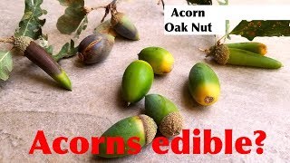 How To Eat Acorn Nut  Acorns are edible  Dogs Eating Acorns [upl. by Ettellocin657]