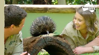 Quality time with an adorable echidna  Australia Zoo Life [upl. by Atinid]