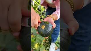 Modern farming technique  high yielding pumpkin farming satisfying shortsfeed shorts [upl. by Adelaja]