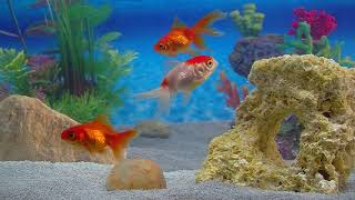 Goldfish Aquarium a Goldfish Aquarium for your Home HD 1080P by Fireplace for Your Home [upl. by Larson]