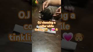 Puppies choosing collars🐶 puppies puppylove puppyreels doglife doglover puppy cutepuppyvideos [upl. by Ashbey]