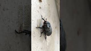 RHINOCEROS BEETLE viralvideo [upl. by Zandt]