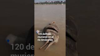 120 delfines rosados murieron en el río Amazonas [upl. by Ora]