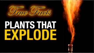 True Facts Plants That Explode [upl. by Mylan]