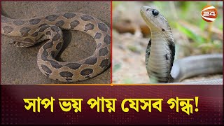 সাপ তাড়াবেন যেভাবে  Keep Away From Snake  Tips  Save Life  Channel 24 [upl. by Arimat]