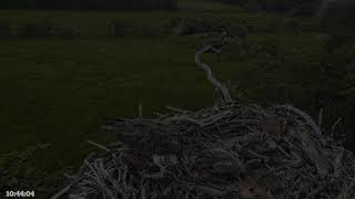 Bywyd Gwyllt Glaslyn Wildlife  Ffrwd Byw  Live Stream 2 [upl. by Ahsenyl]