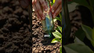 ¡Cómo Hacer un Riego Eficiente para tus Plantas 💧🌿 Mejora su Salud y Ahorra Agua [upl. by Isabelle]