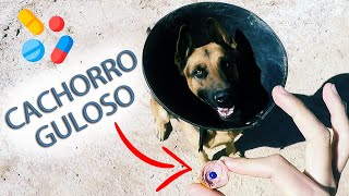 Como dar remédio comprimido para cachorro guloso [upl. by Alket]