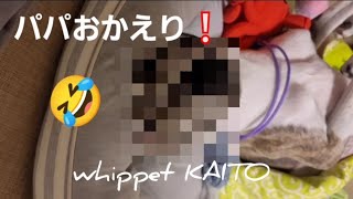 帰宅したパパを、寝ボケながらもしっかり接待するお利口さん😊変顔もバッチリです😂 Whippet Dog KAITO FUKUOKA JAPAN🇯🇵🐶 [upl. by Hogarth780]