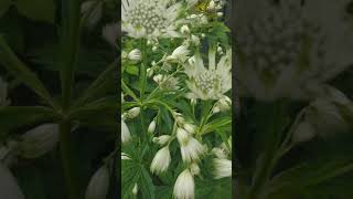 Astrantia Major Shaggy ideal for planting under trees or any borders TrowelandTravel shorts [upl. by Yearwood782]