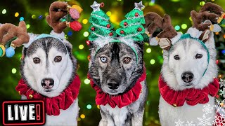 My Dogs Open Gifts LIVE Over 500 Cards Annual Christmas Card Exchange [upl. by Riegel]