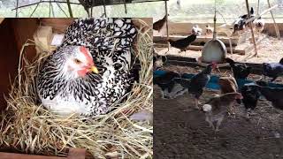 Natural egg hatching technique ទិចនិកភ្ញាស់ស៊ុតបែបធម្មជាតិ ឲ្យញាស់ល្អ [upl. by Lemuelah53]