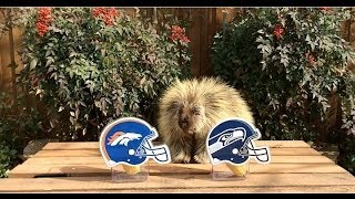 Teddy Bear the Porcupine Predicts the Winner of Super Bowl 48 [upl. by Yl]