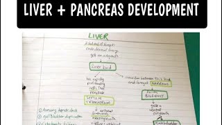 Development of LIVER and PANCREAS Easy GIT Embryology [upl. by Socher]