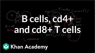 Review of B cells CD4 T cells and CD8 T cells  NCLEXRN  Khan Academy [upl. by Ayela]