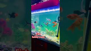 How to Set Up a Community Fish Tank and Care for it [upl. by Adnylg]