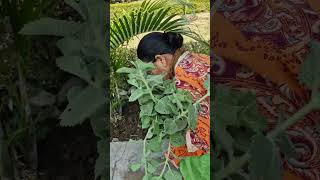 oregano plant Harvesting for prapogation amp kitchen use shorts [upl. by Ainer]