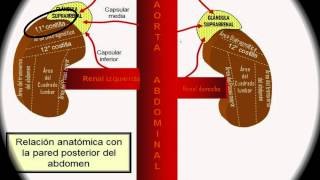 Anatomía y Fisiología Renal UJAT DACS [upl. by Reinhart118]