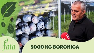 5000 kg boronica Shiten 12 euro paketimet vogla ndërsa 3 euro kg na e marrin pikat grumbulluese [upl. by Meedan487]