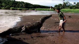 Crocodile feeding in Costa Rica  Compilation [upl. by Marillin]