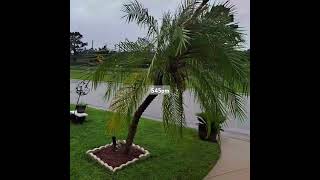 Hurricane Helene homosassa hurricane storm [upl. by Terhune]