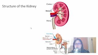 Chap 14 Part 2 Osmoregulation  Cambridge ALevel 9700 Biology [upl. by Daphna]