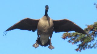 Canada Geese HONKING LANDING Angry at Each Other [upl. by Raul246]