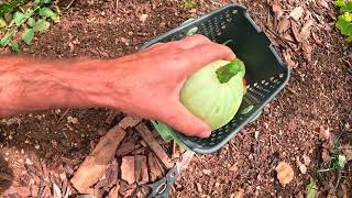 visite du potager en octobre [upl. by Nomaj218]