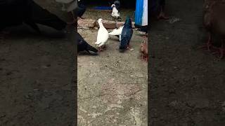 Koyela makau kabutar pigeon shorts kabootar youtube [upl. by Rosio64]