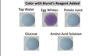 Matric and inter practicals  biology  protein test  presence of protein  biurets test [upl. by Benedict]