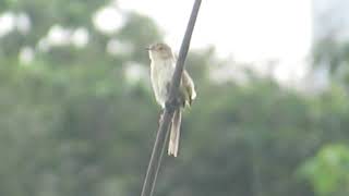 Plain Prinia Prinia inornata  Hua Jiang Wild Duck Nature Park Taipei Taiwan [upl. by Tamberg]