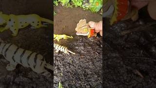 SO WILD  TIGER TRY TO ATTACK SNAKEHEAD FISH  SNAKEHEAD FISH shorts fish channa viralvideo [upl. by Mercola]