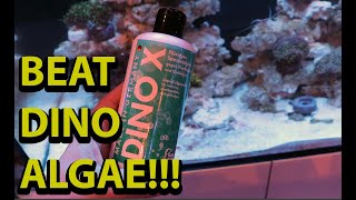 How to beat dinoflagellates in a reef tank [upl. by Kelbee]