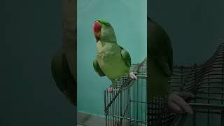 parrot trendingvideo tota parrotparrot funny totatalking petbird funnytota talkingparrot [upl. by Housum]